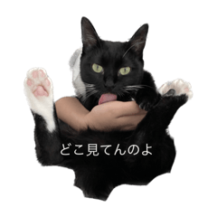 hana_20221119032923