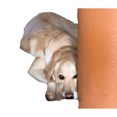 shiho_20221118204405