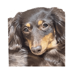 栗子の日常ver.2