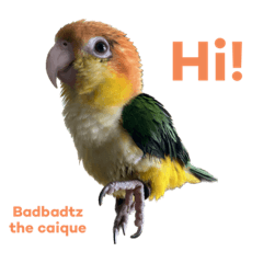 Badbadtz the caique 2