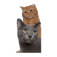 sayuri_20221118232910