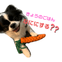 chocomint_20221119142319