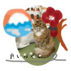 alice_20221119161541