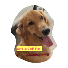 Daisy, The Golden Dog #1