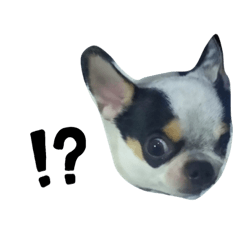 小林家的饅頭(吉娃娃)