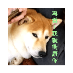 "可愛的狗"