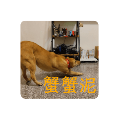 毛黃和毛黑的日常貼圖