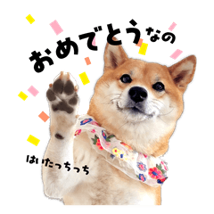 Japanese dog "Shibainu Momoppu" part2