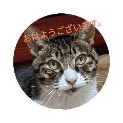 hana_20221120174806