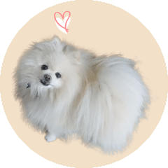 POCO of Pomeranian 01