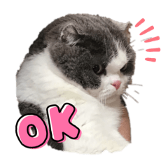 Momoko_20221120211059