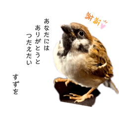 Sparrow PIYO