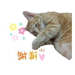 橘寶&布丁