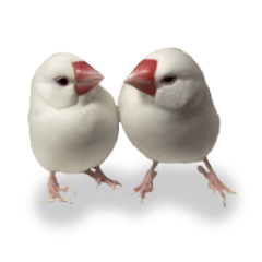 For people who love Java sparrows