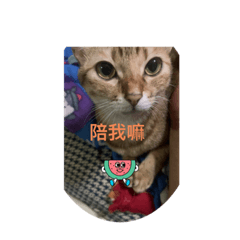本喵生活