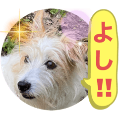 Jack Russell Terrier Greeting Sticker 4