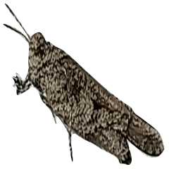 protective color gray grasshopper