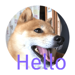 Japanese Shiba dog GENKI 1