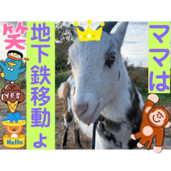 sayuri_20221121205145