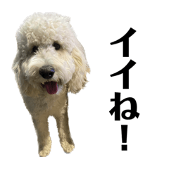 goldendoodle kanoa