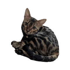 Ally the Bengal3