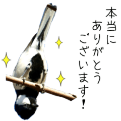 Wild birds of Japan message2