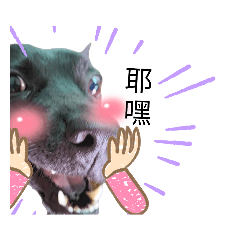 funny Taiwan Dog