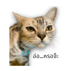 MIKO_20221122141806