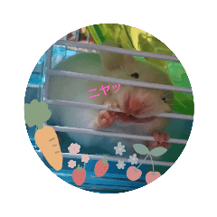 hamster_20221123052241