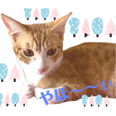 shinba_20221122201309