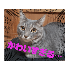 very cute cat.ebi