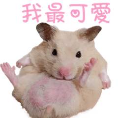 bobohamster