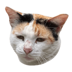 kuchonk