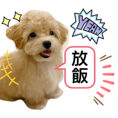 小查布Cheb ,Hi 我是ㄧ隻瑪爾泰迪Puppy！