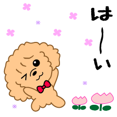 Move! Daily conversation of Toy Poodle