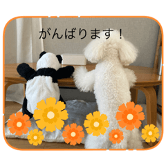 shiho_20221124073845