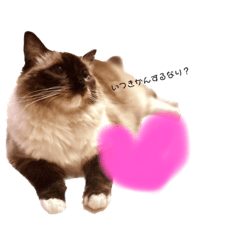 mutakun_20221124003902