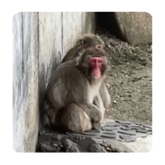 Lucas_20221124031015