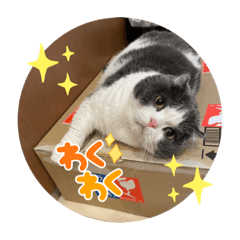 Momoko_20221123193417