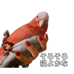 galah stamp