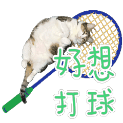 Meow play badminton