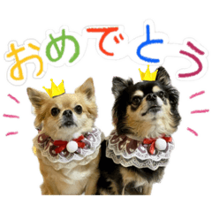 shiho_20221124124234