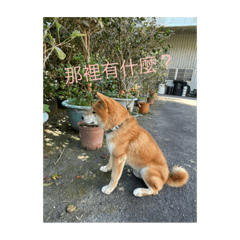 小狗日常2(*☻-☻*)