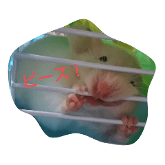 hamster_20221124001514