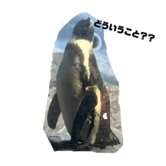 PENGUIN_20221124134451