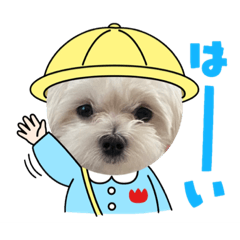 cute  maltese