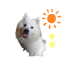 我是狐狸犬-小白