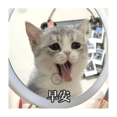 Coni機哇