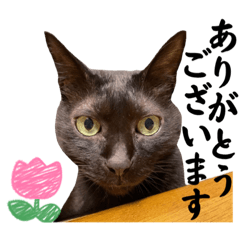 黒猫クロくん