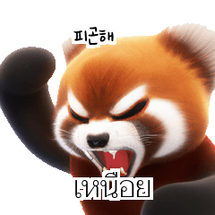 Red Panda Thai Korean TH KR Hus